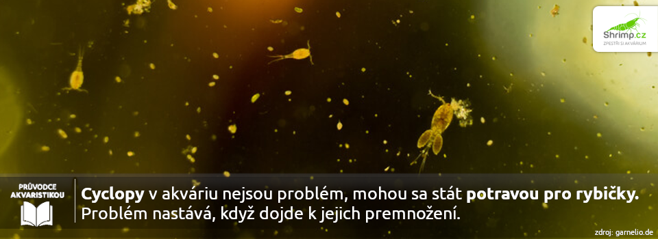 cyklopy-jako-potrava-pro-rybicky