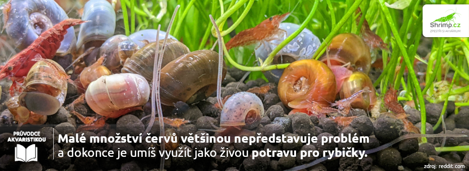 detrivove-cervy-v-akvariu