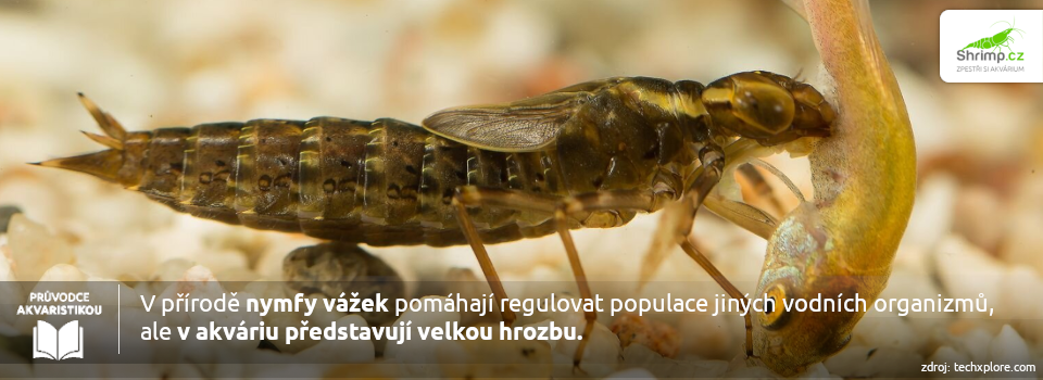 nymfa-vazek