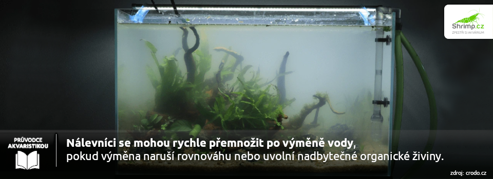 premnozene-nalevniky