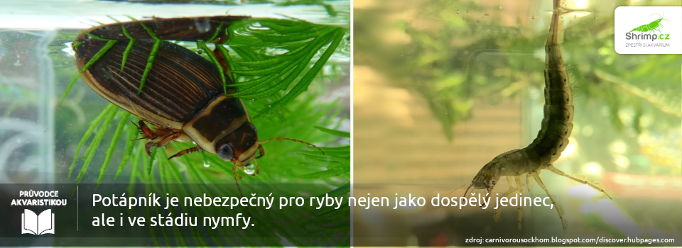 nymfa-potapnika-je-take-nebezpecna