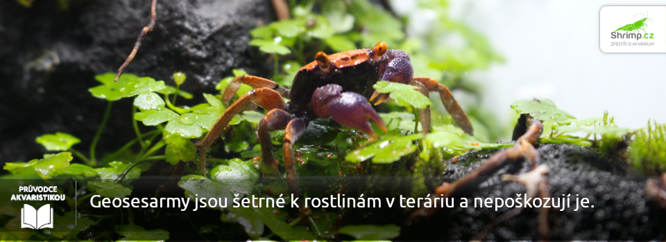 krabi-geogesarma-jsou-na-rostliny-hodní