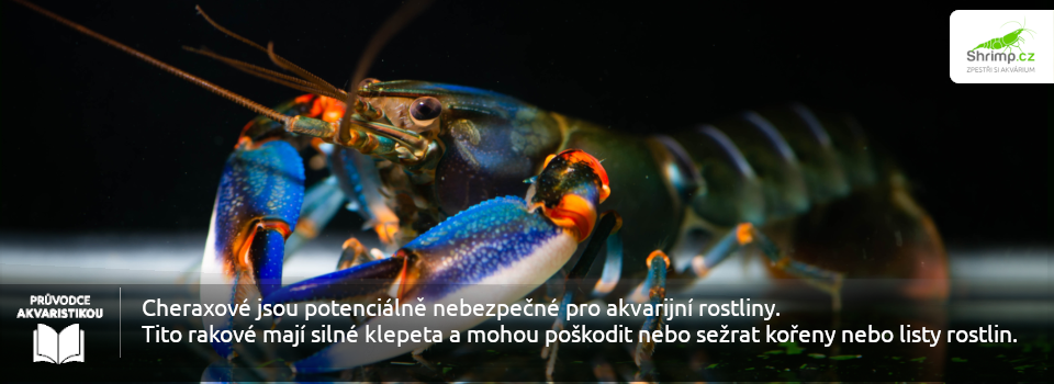 raky-se-k-rostlinam-nehodi