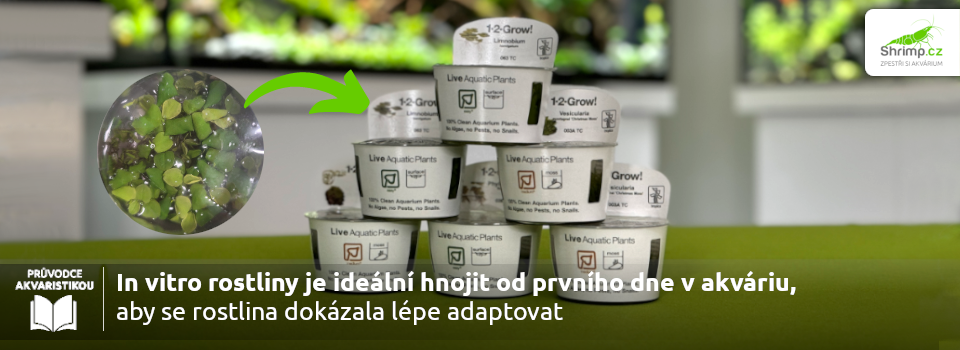 in-vitro-rostliny