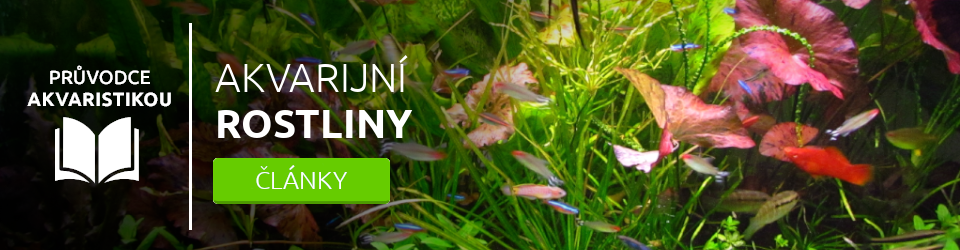 akvarijni-rostliny-blog