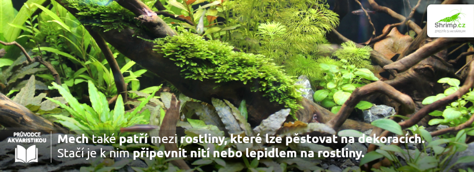 akvarijni-mechy