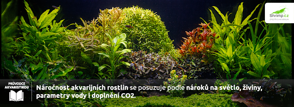 narocne-akvarijni-rostliny