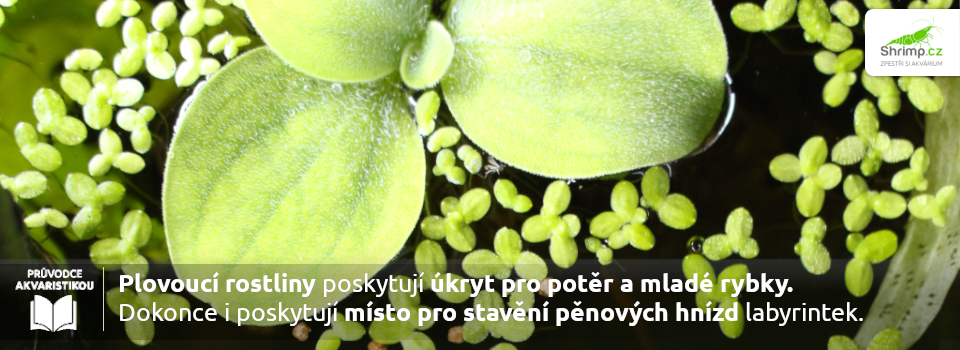 plovouci-akvarijni-rostliny
