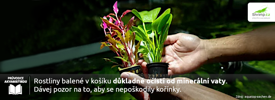 akvarijni-rostliny-kosik-sadzeni