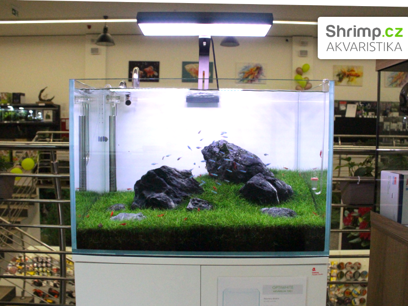 Akvaristika Shrimp v Žiline - ukázka akvárií
