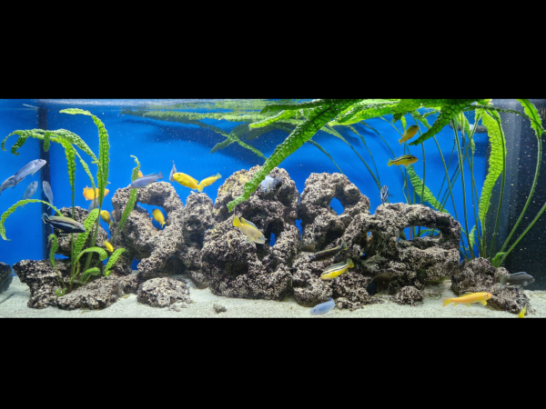 Juwel rio 240 akvárium s malawi cichlidami