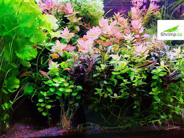 inspirace od akvaristů č. 4