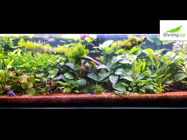 inspirace od akvaristů č. 12