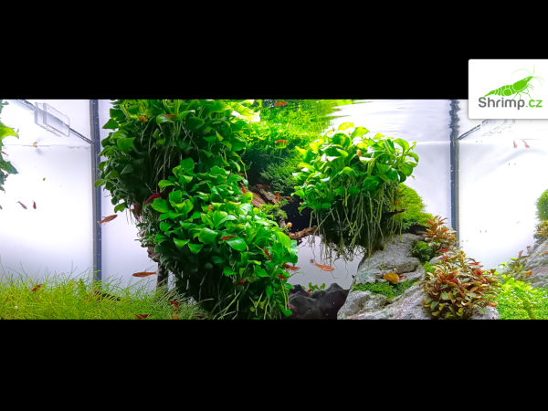 inspirace od akvaristů č. 15
