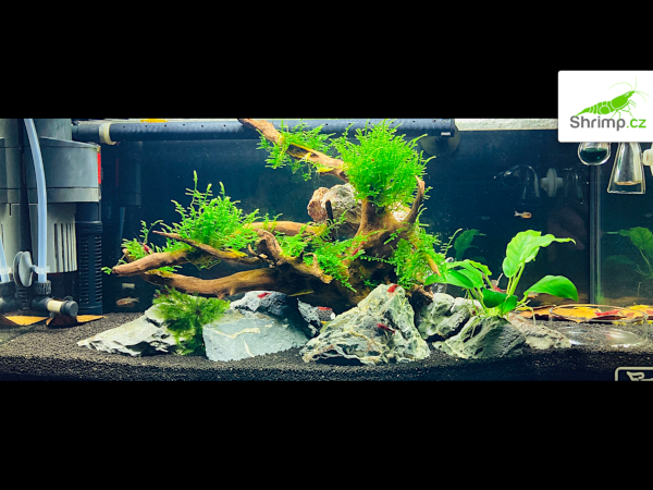 inspirace od akvaristů č. 23