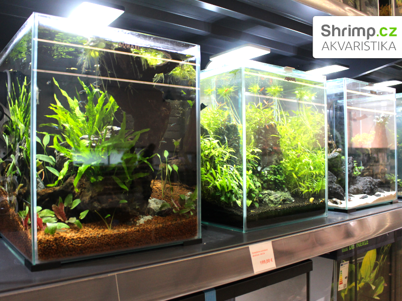 Akvaristika Shrimp v Žiline - prodej hotových akvárií