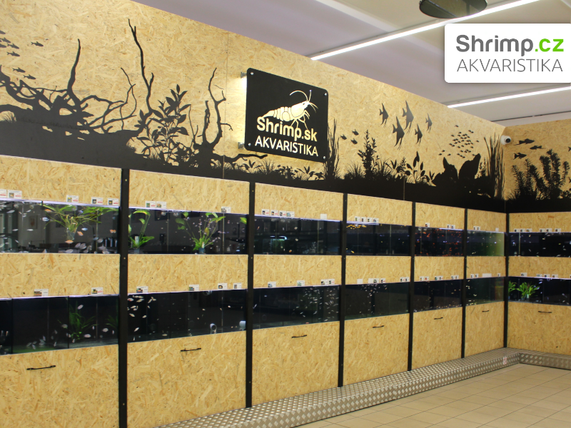 Akvaristika Shrimp v Žiline - akvarijní stěna