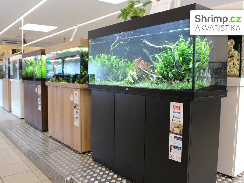Akvaristika Shrimp v Žiline - ukázka akvárií