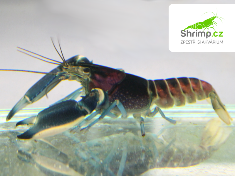 Rak Cherax Pulcher - samice