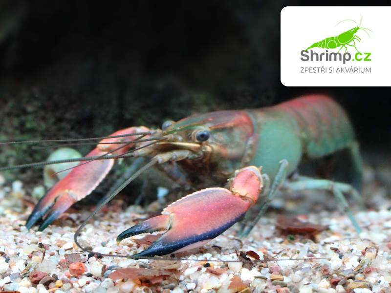 Rak Red Brick - samice - Cherax boesemani