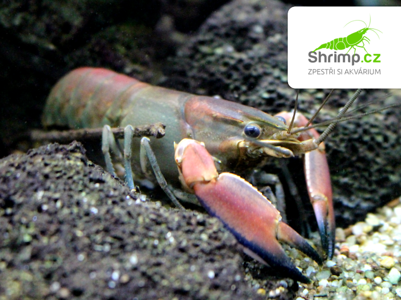 Rak Red Brick - samice - Cherax boesemani