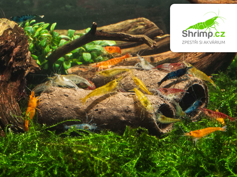 GlasGarten Crispy Caves S 9 ks