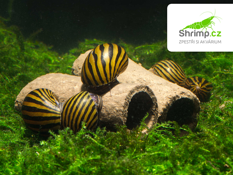 GlasGarten Crispy Caves S 9 ks