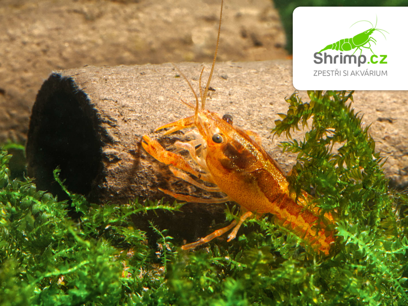 GlasGarten Crispy Caves M 2 ks