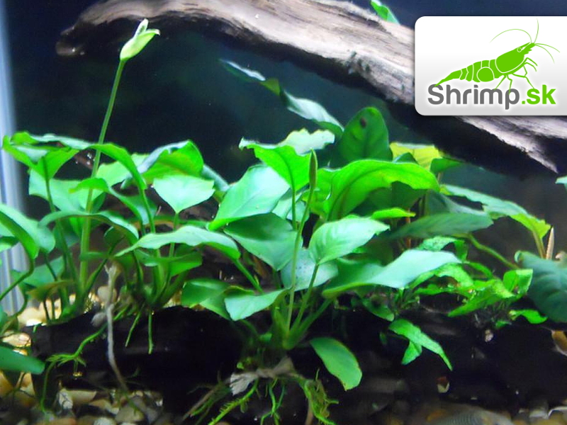 Anubias barteri - svazek