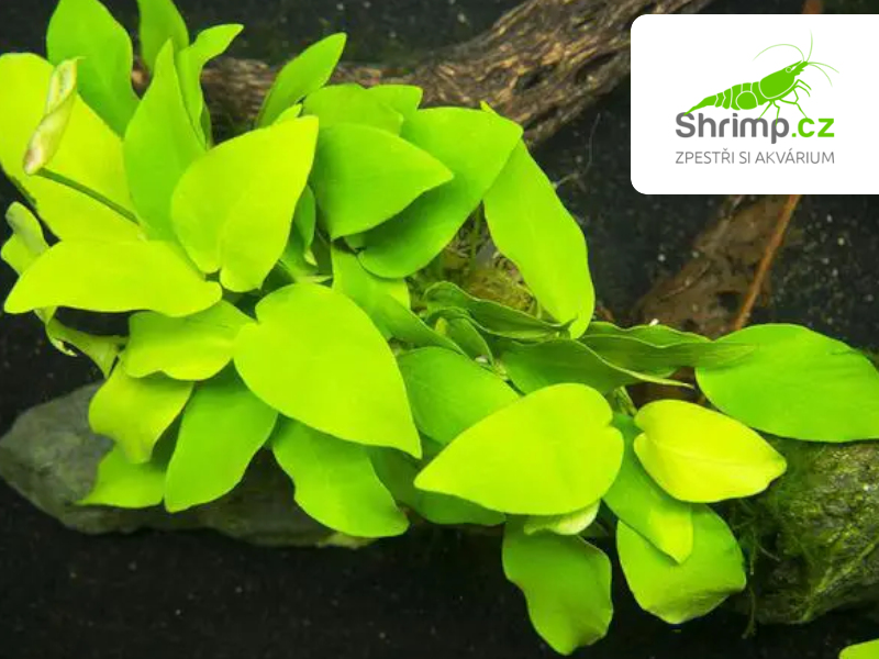 Anubias nana Golden - svazek