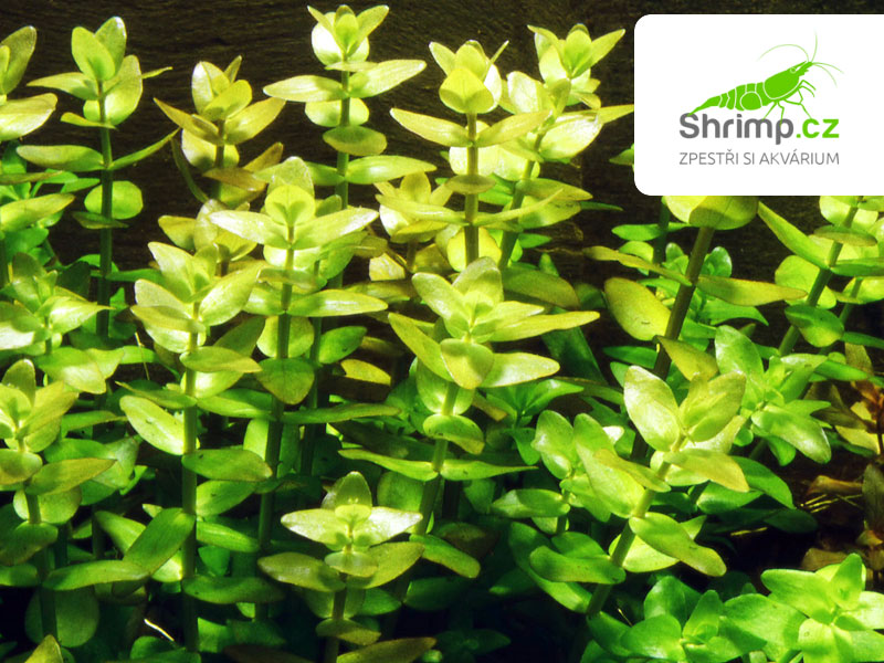 Bacopa caroliniana - svazek