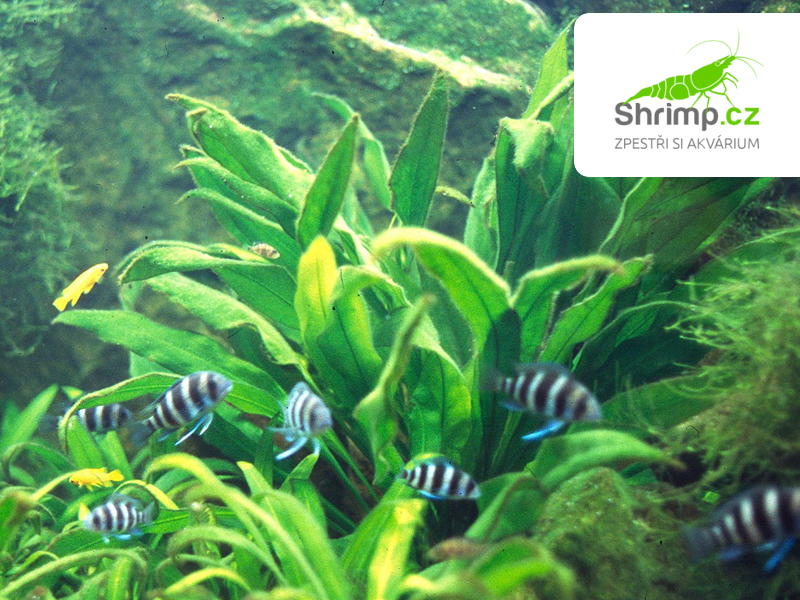Echinodorus amazonicus - svazek