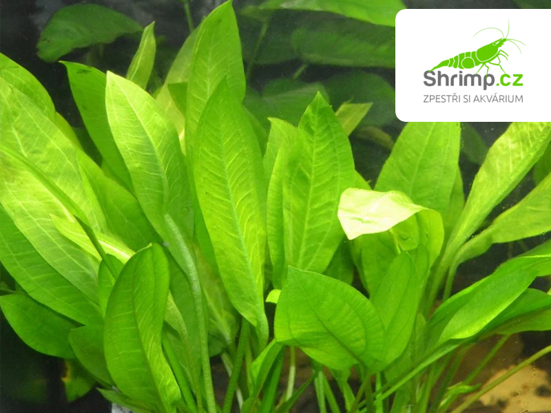 Echinodorus bleheri - svazek