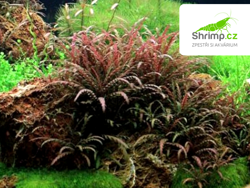 Hygrophila pinnatifida - svazek