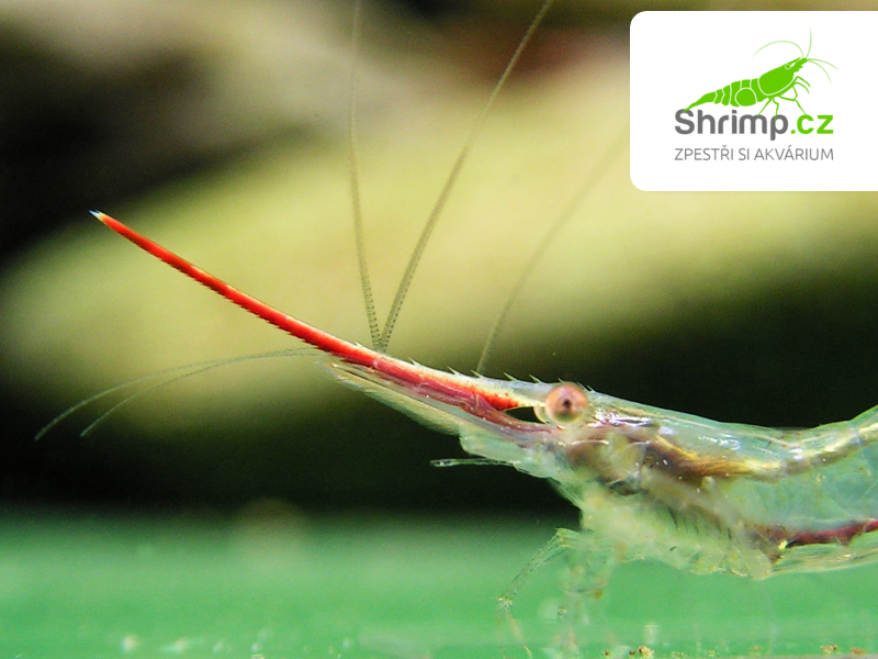 Krevetka Pinokio 20 ks - Caridina gracilirostris