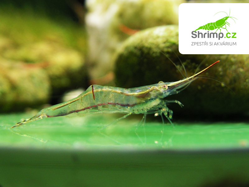 Krevetka Pinokio 20 ks - Caridina gracilirostris