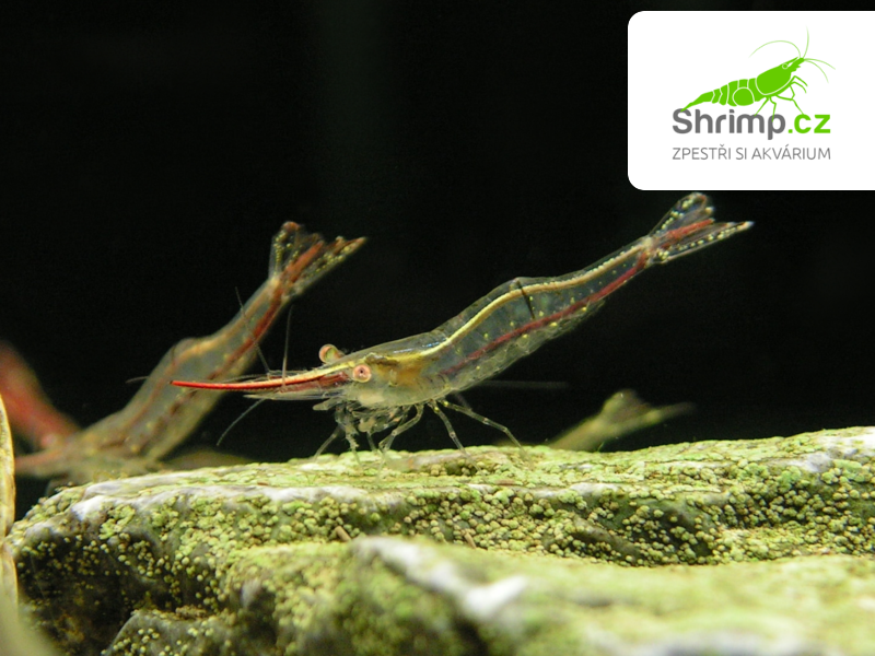 Krevetka Pinokio 30 ks - Caridina gracilirostris