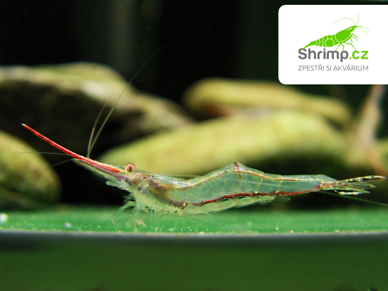 Krevetka Pinokio 30 ks - Caridina gracilirostris