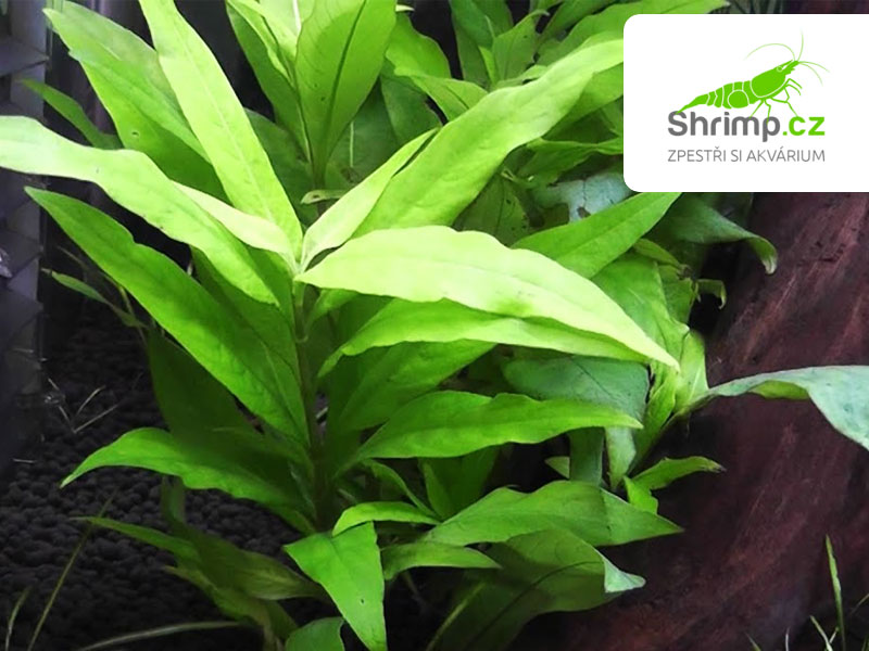 Hygrophila corymbosa - svazek