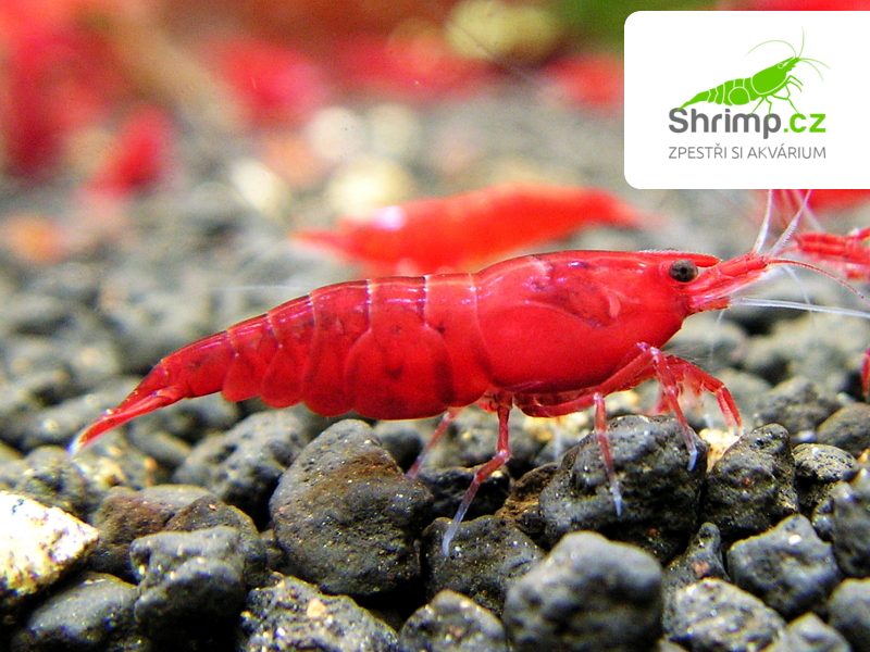 Bloody mary 30 ks - Neocaridina davidi