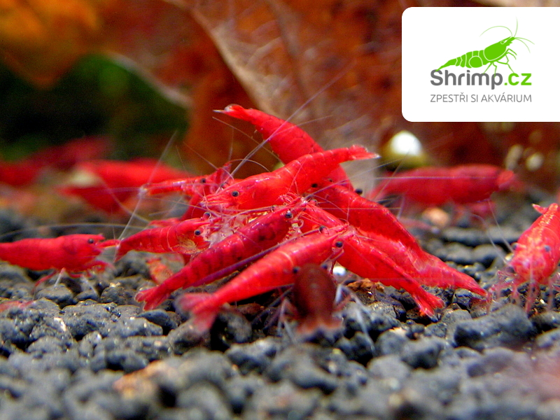 Bloody mary 30 ks - Neocaridina davidi