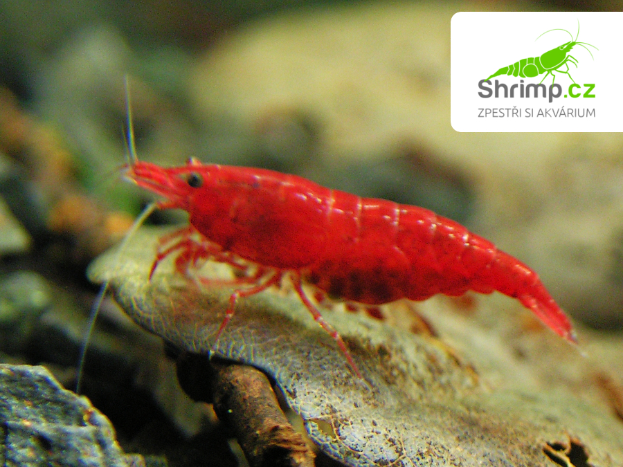 Bloody mary 30 ks - Neocaridina davidi