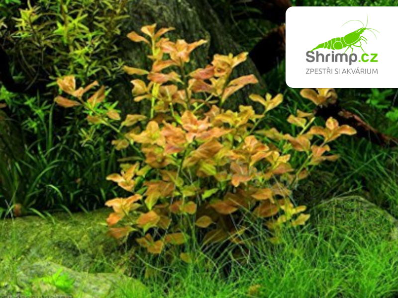 Ludwigia repens Rubin - svazek