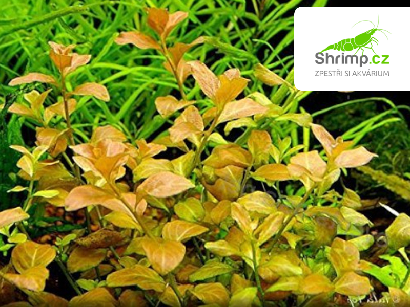 Ludwigia repens Rubin - svazek