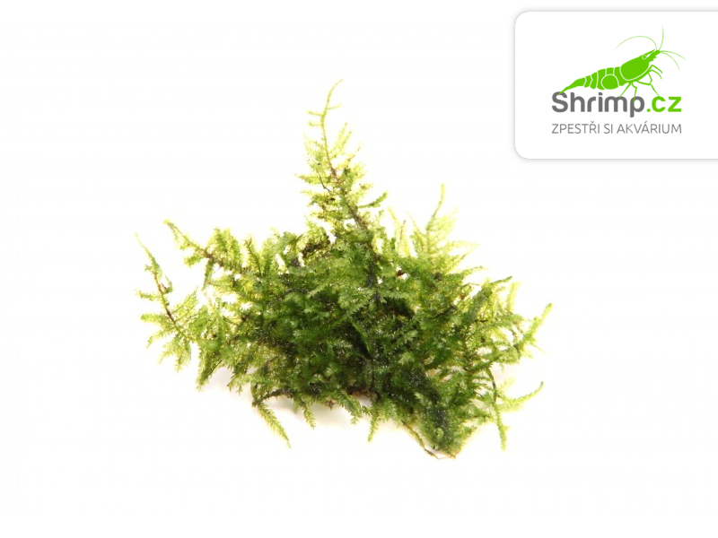 Christmas moss (Vesicularia montagnei) na kokosové korunce