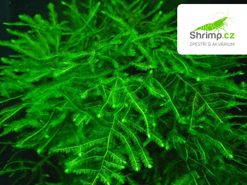Java Moss (Taxiphyllum barbieri) na kokosové korunce