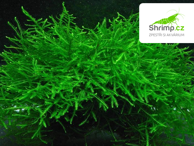 Java Moss (Taxiphyllum barbieri) na kokosové korunce