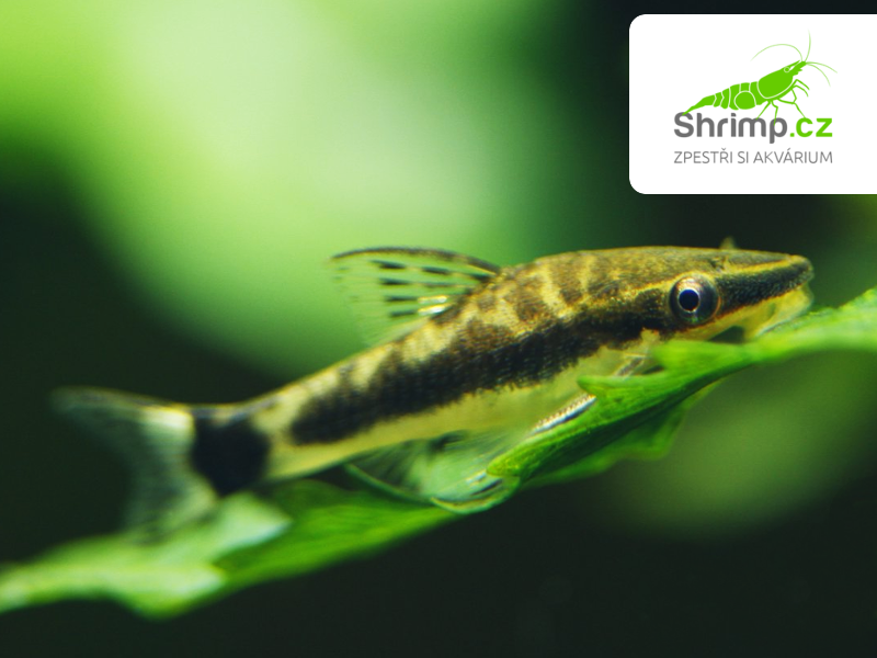 Krunýřovec jednopruhý 20 ks - Otocinclus affinis