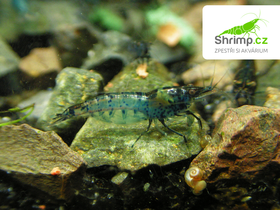 Black & Blue 10 ks - Neocaridina davidi
