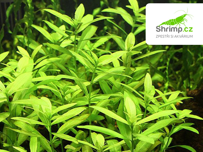 Hygrophila polysperma- svazek